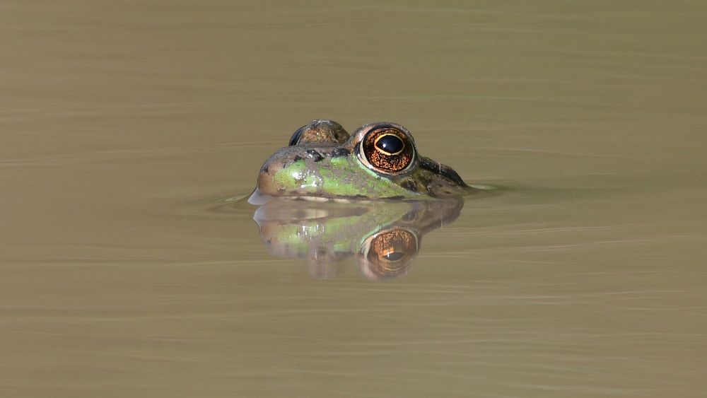 Green frog surfacing upon water. Original public domain image from Flickr