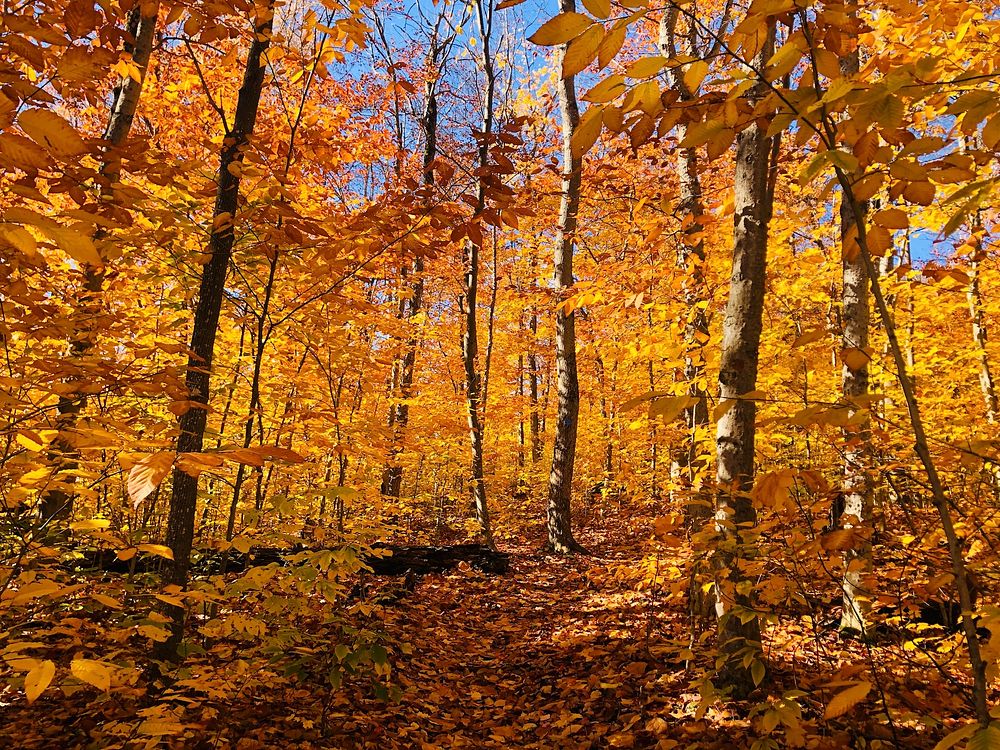 Fall colors and recreation opportunities in the Adirondacks of northeastern New York, on October 19, 2019. Courtesy photo by…