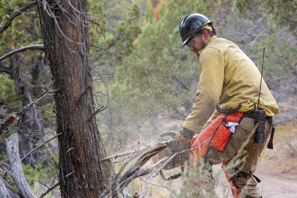 A sawyer cuts a roadside tree on Juniper Mountain. (DOI/Neal Herbert). Original public domain image from Flickr