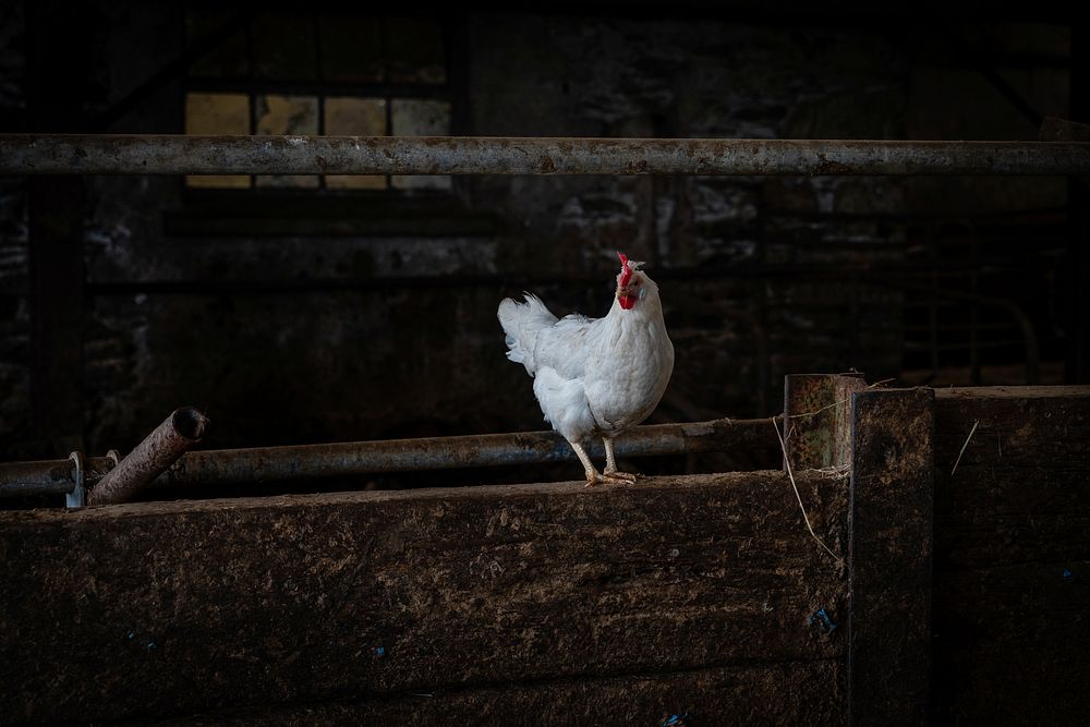 White hen. Always a great Open Farm Sunday at Low Bankside Farm, Cartmel. Original public domain image from Flickr