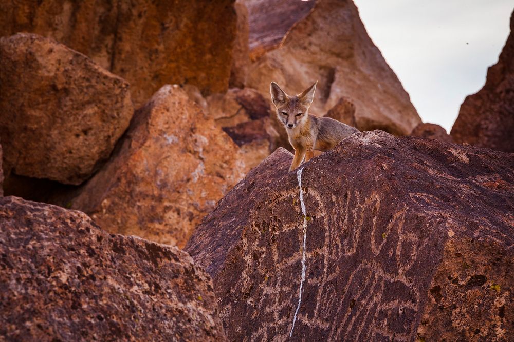 The petroglyphs on the Volcanic Tablelands are located on Bishop Tuff. Original public domain image from Flickr