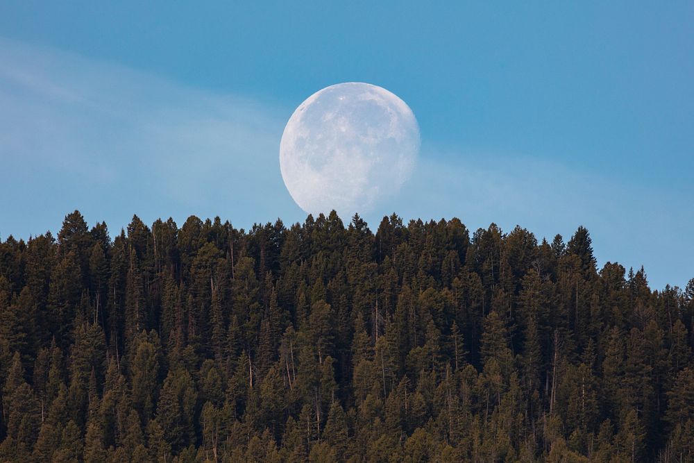 Moon setting over the trees in the morning. Original public domain image from Flickr