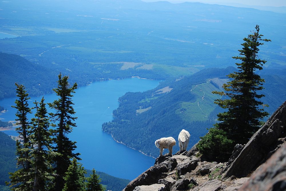 Mt Ellinor and goats by Joel Nowack.