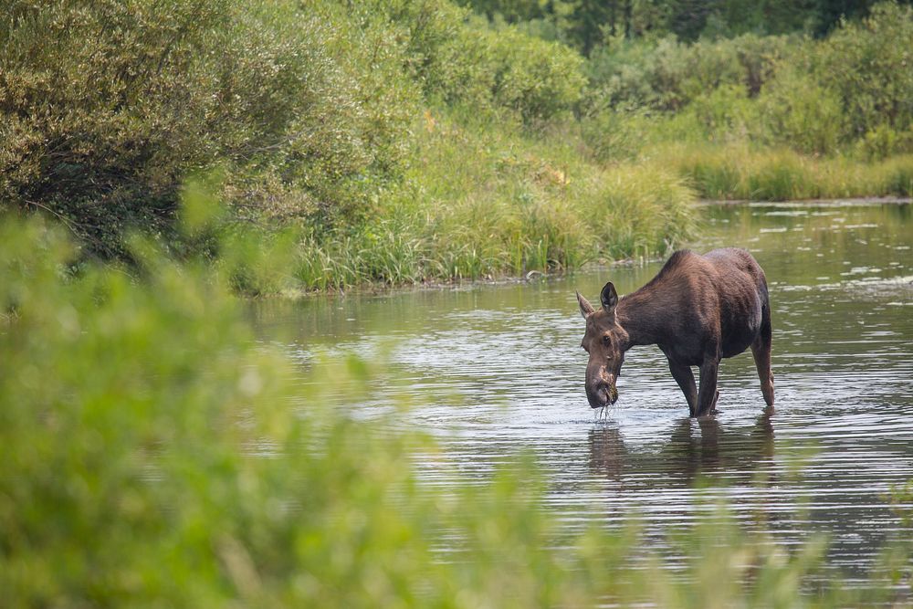 Female moose, Gallatin River, USA. Original public domain image from Flickr