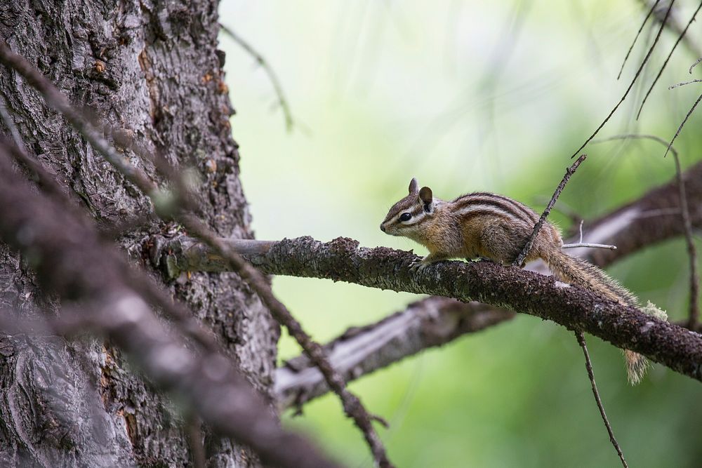 Least chipmunk, Mammoth Hot Springs. Original public domain image from Flickr