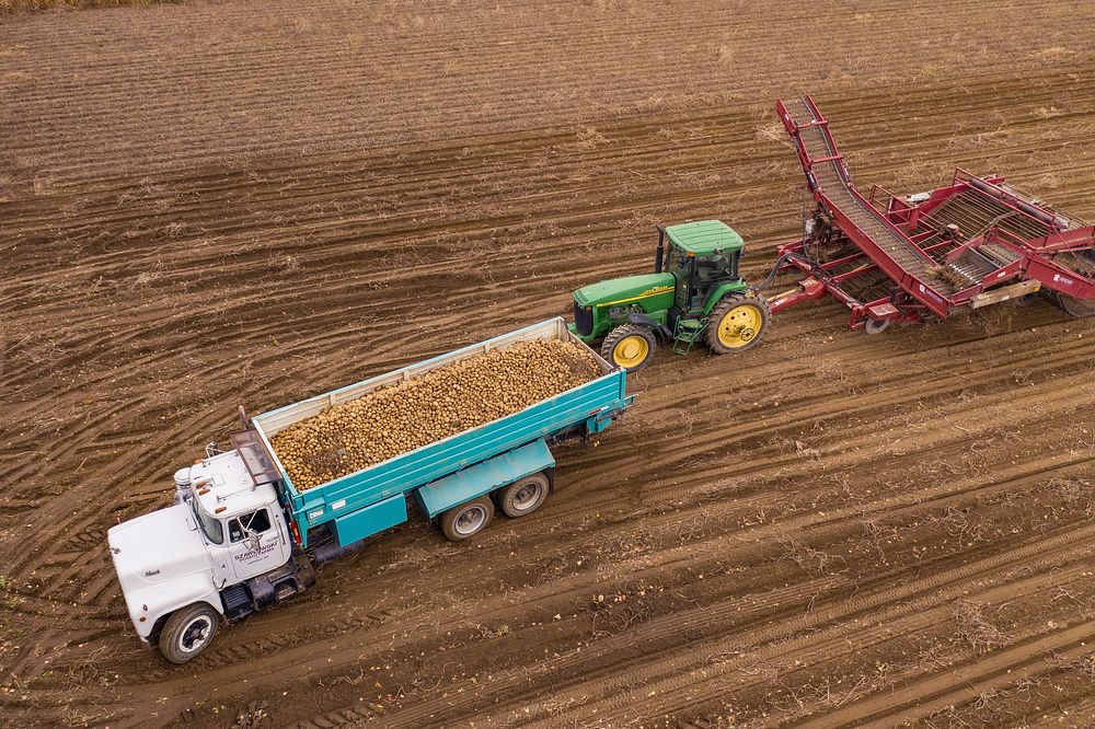 Aerial view of the Szawlowski Farm potato harvest in North Hatfield, MA, on October 18, 2019. In other fields, they use…
