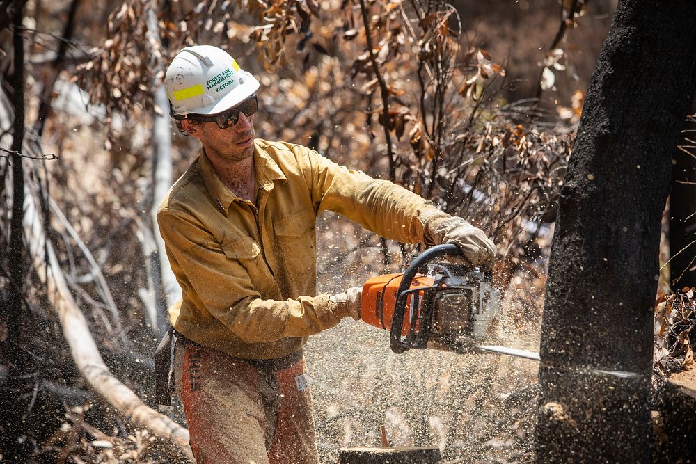 US Task Force faller cutting hazard trees(DOI/Neal Herbert). Original public domain image from Flickr