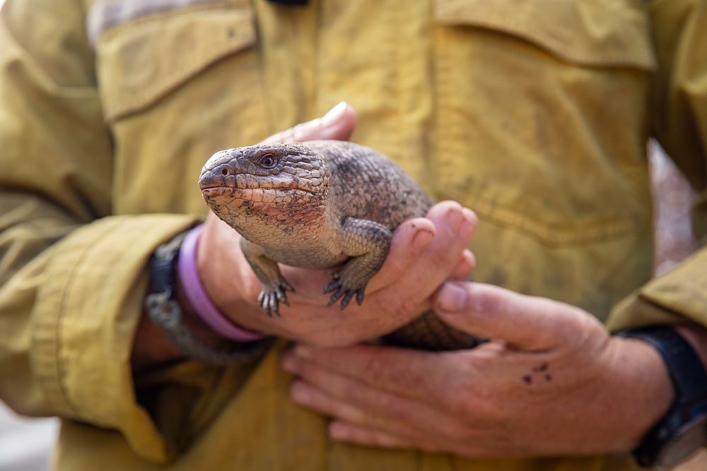 US firefighters in AustraliaA US firefighter moves a blue-tongued skink found while clearing brush along a road in Victoria…