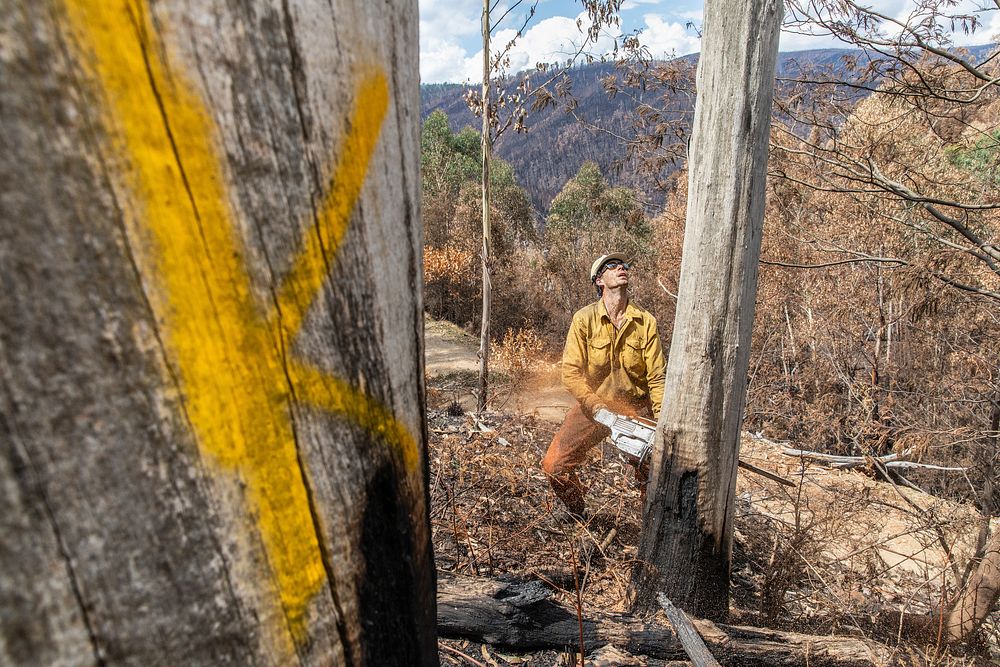 US Task Force faller cutting hazard treesTrees marked with a "K" have been determined to be lethal if they were to fall into…