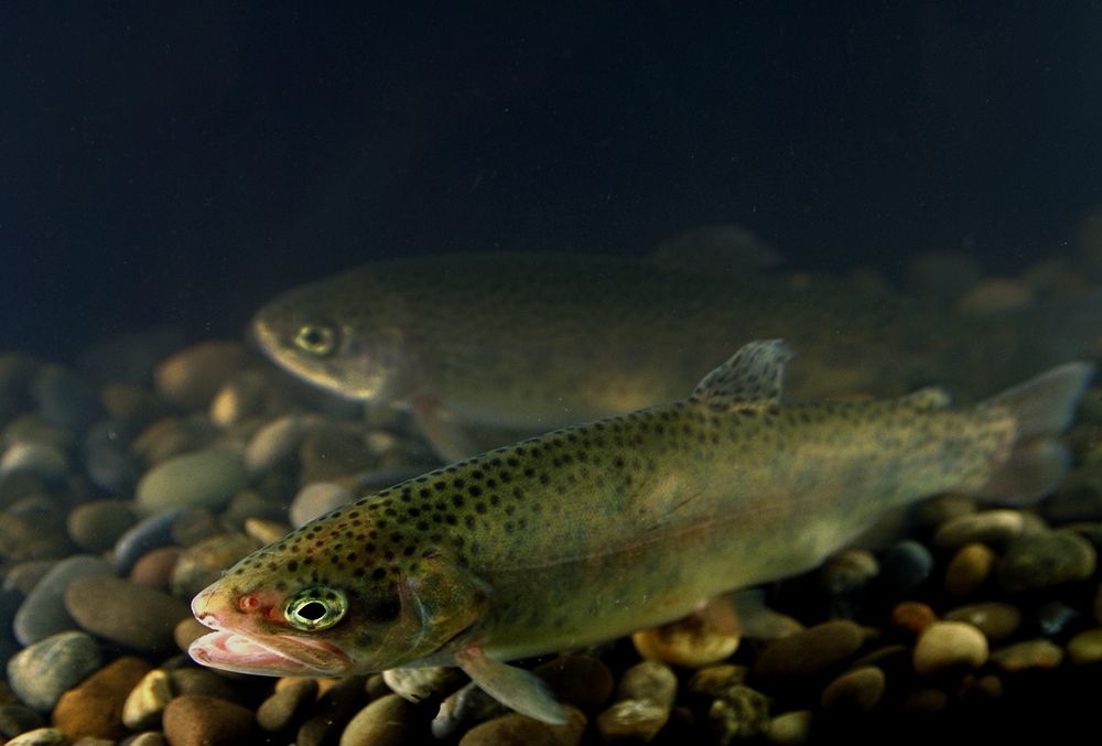 Rainbow trout swimming at Quantico, VA. USDA photo by Ken Hammond. Original public domain image from Flickr