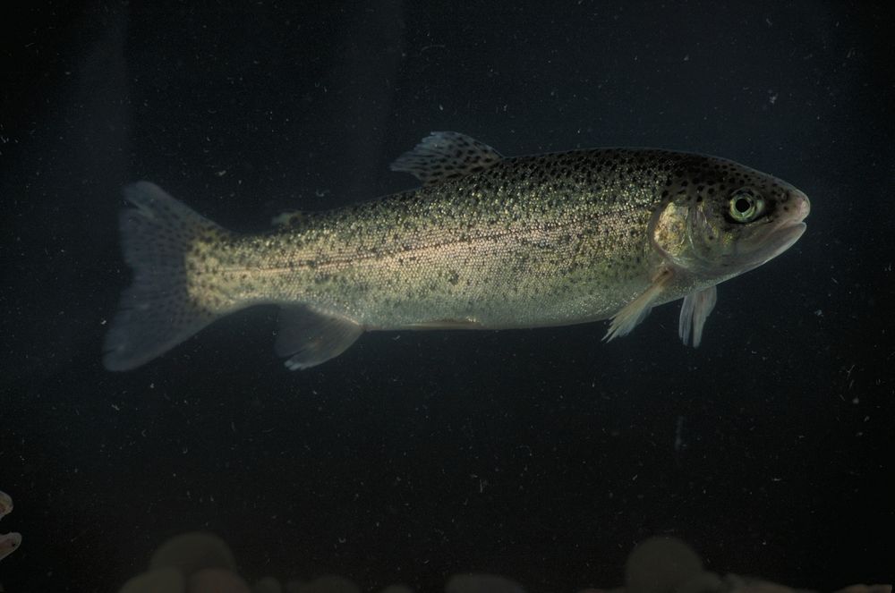 Rainbow trout swimming at Quantico, VA. USDA photo by Ken Hammond. Original public domain image from Flickr