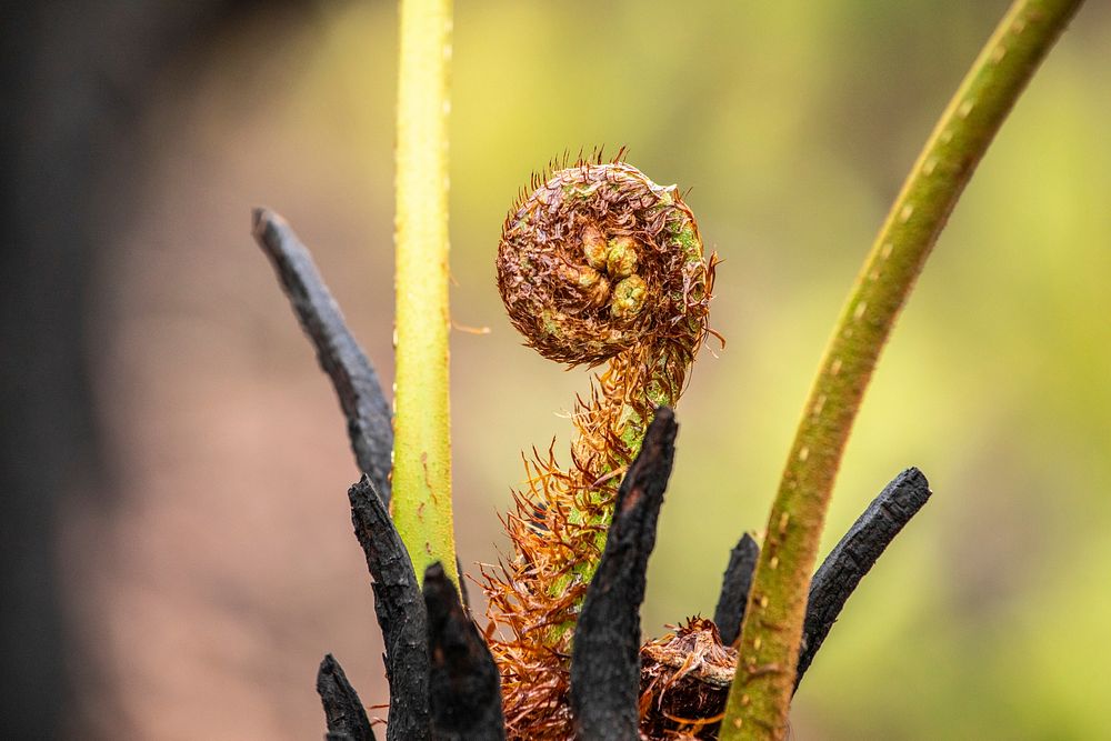 Post-bushfire recovery in Australia Sprouting tree fern in a burned part of Errinundra National Park. Original public domain…