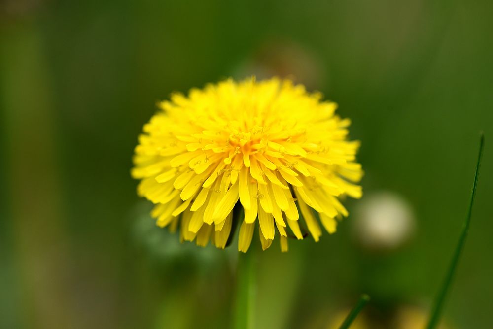 Common dandelion. Original public domain image from Flickr