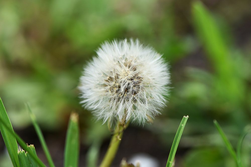 Common dandelion. Original public domain image from Flickr