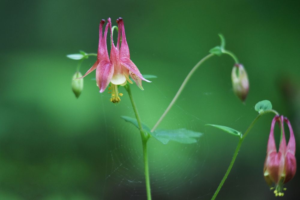 Wild columbine. Original public domain image from Flickr