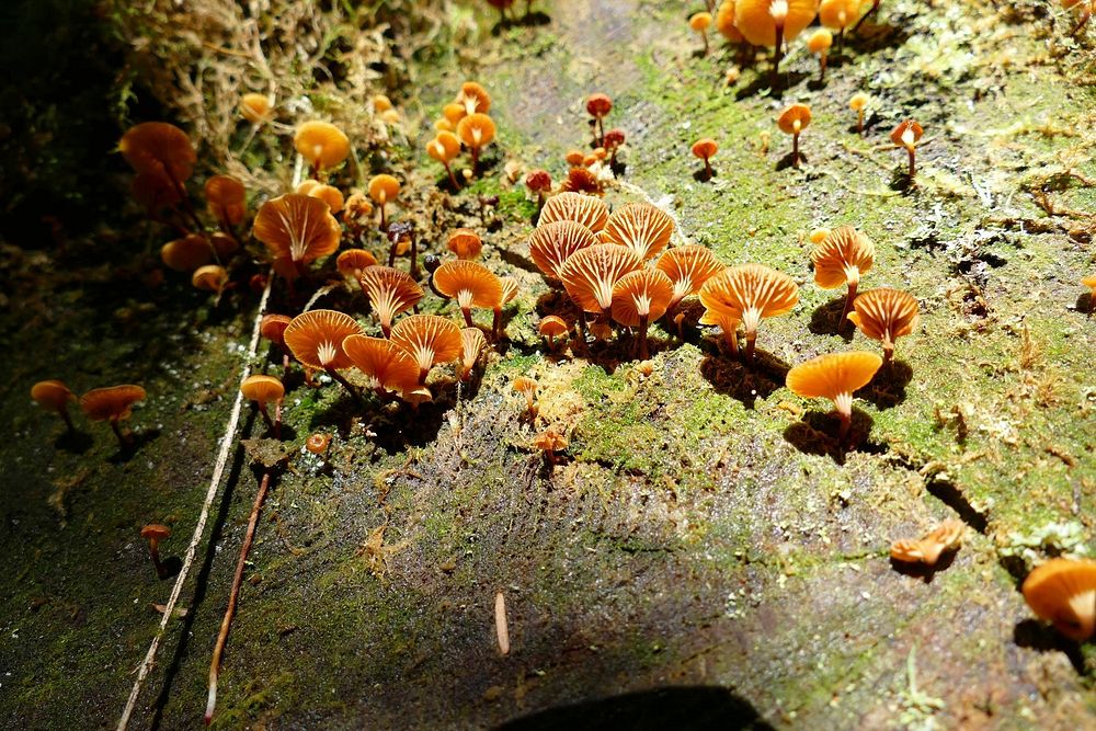 Olympic more fungus USDA Forest Service photo by Betsy Howell. Original public domain image from Flickr