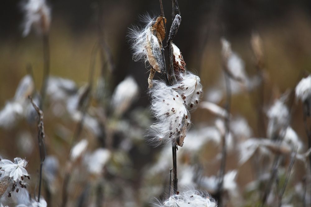 Common milkweed seeds at Crane Meadows National Wildlife Refuge. Original public domain image from Flickr