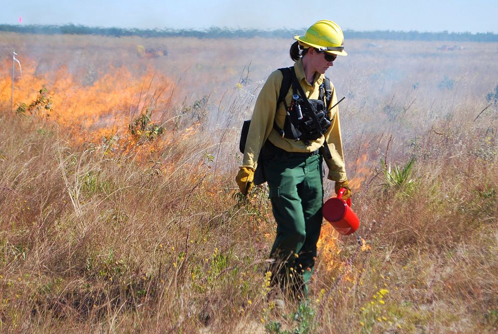 A firefighter from Eglin Air Force Base expertly lights a prescribed fire under directions from fire researchers.