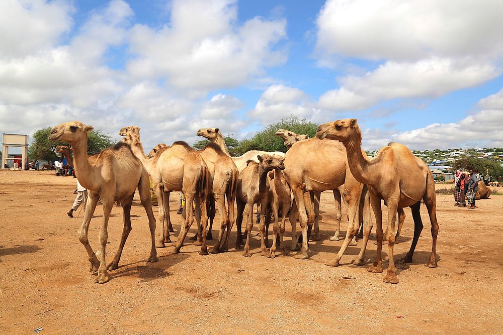 Camels on sale at Baidoa livestock market in Somalia on November 7 2019. AMISOM Photo. Original public domain image from…