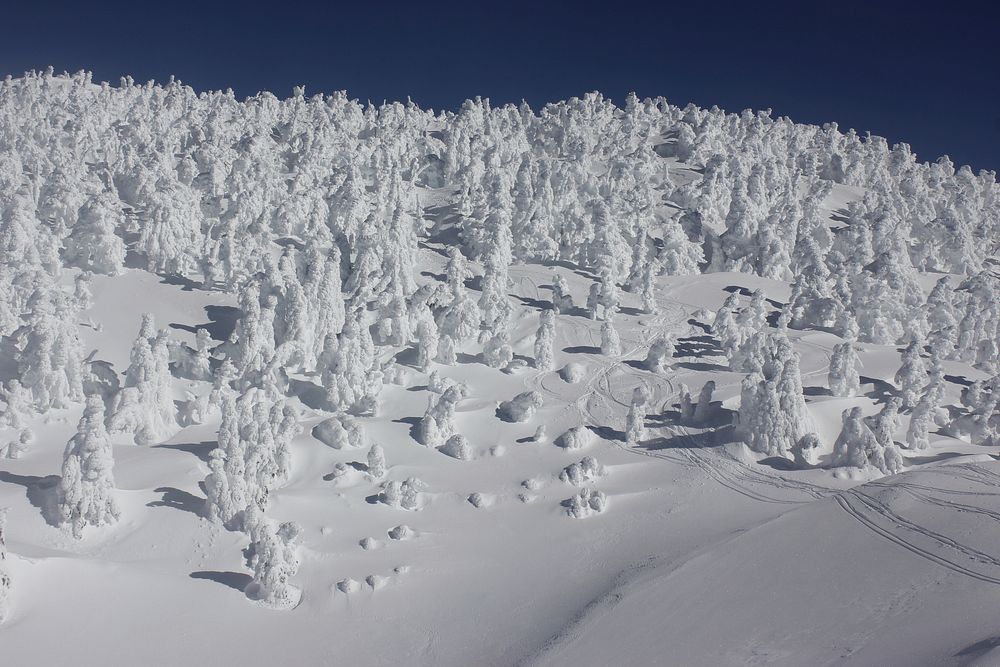 Frozen trees at the summit of Maiden Peak on the Willamette National Forest on the Willamette National Forest. Photo by…