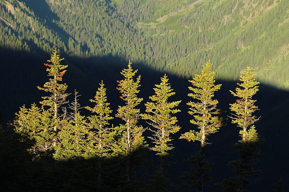 Looking south from Buckhorn Mountain, Buckhorn Wilderness on the Olympic National Forest. Photo by Matthew Tharp. Original…