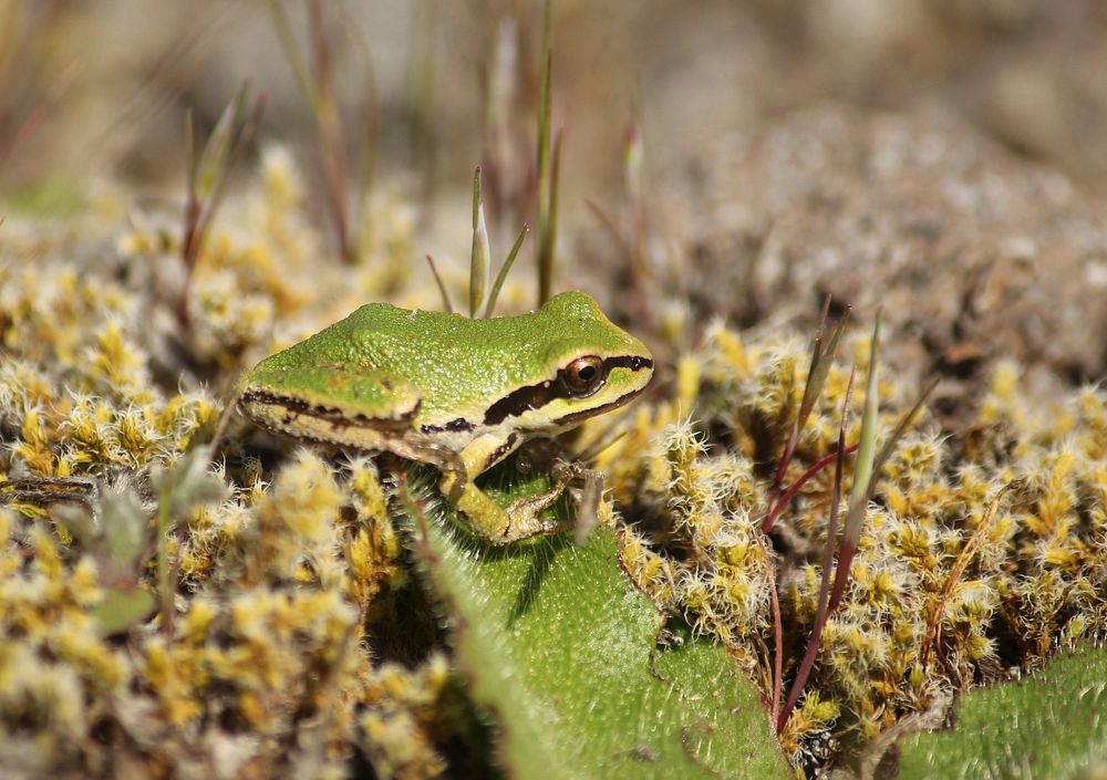 Pseudacris regills (Northern Pacific tree frog), Mount St Helens NVM on the Gifford Pinchot National Forest. Photo by…