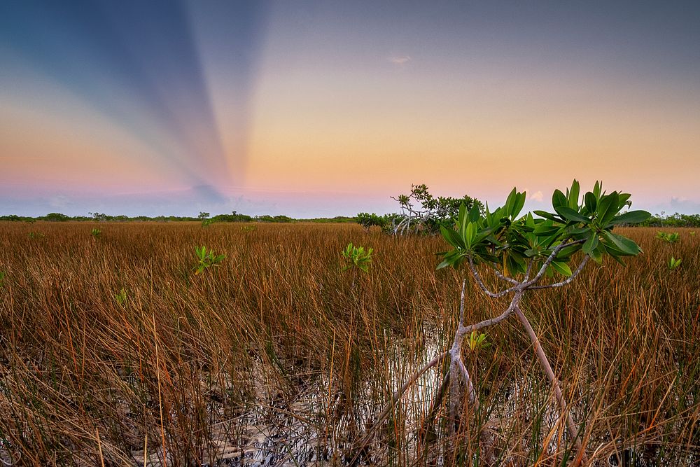 Mangrove Tree at Sunset. Original public domain image from Flickr