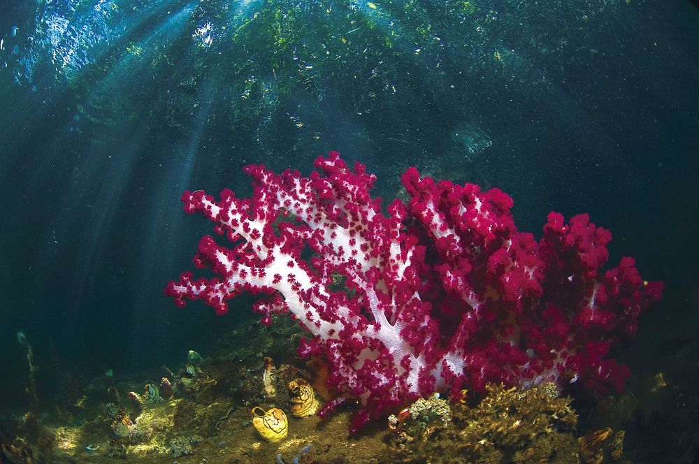 Underwater beauty at Raja Ampat, Indonesia. Original public domain image from Flickr