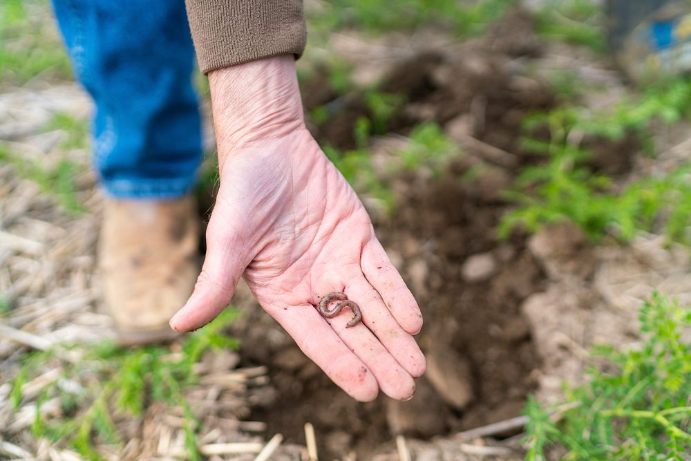 Earthworms are an indication good soil health. Fauque Farm, Toole County, Montana. June 2020.. Original public domain image…