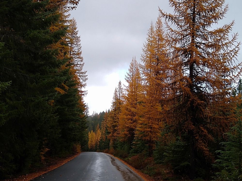 Gifford Pinchot Western Larch Fall Color Forest Road 88 USDA Forest Service Photo