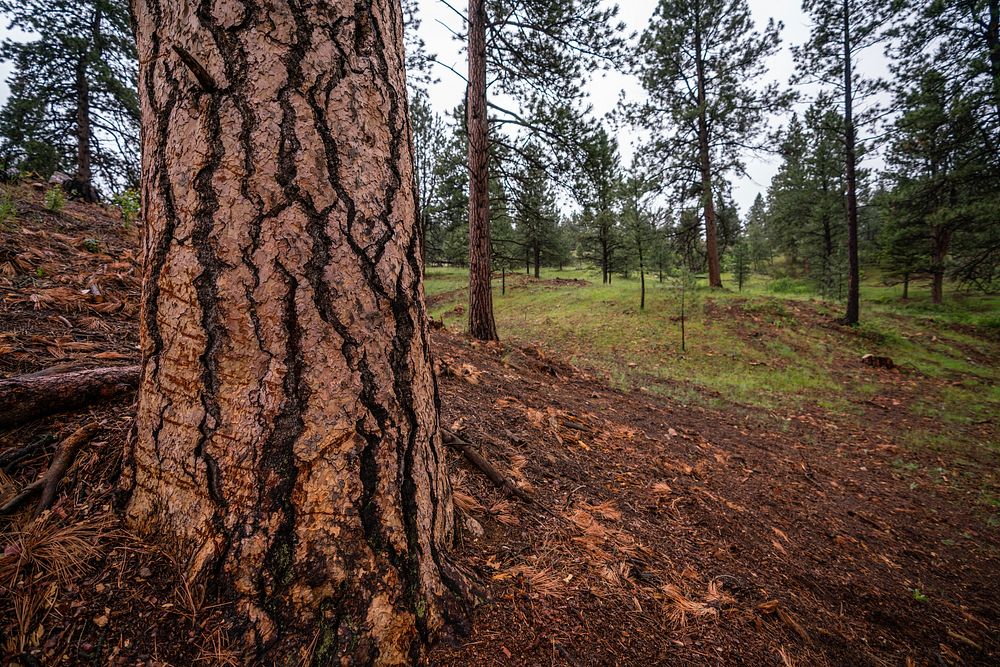 Through the Capital 360 Joint Chiefs project, NRCS helped landowner Scott Erikson thin trees on his property to protect…