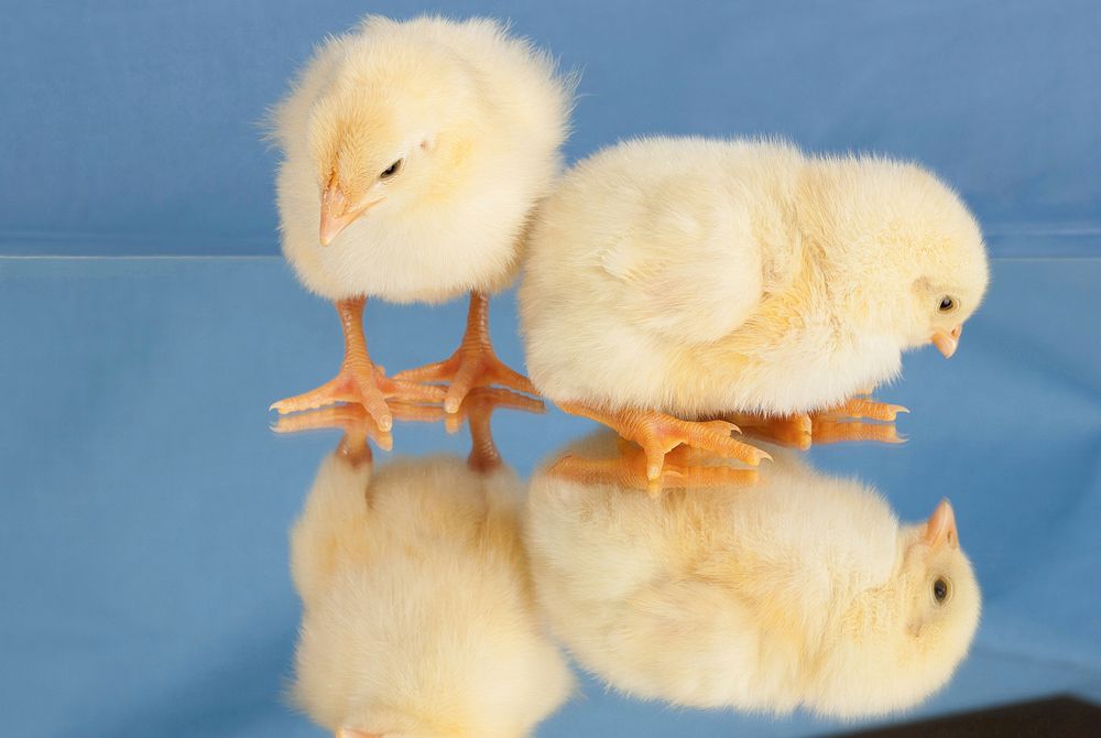 Two small yellow fluffy chicks standing next to each other. Original public domain image from Flickr