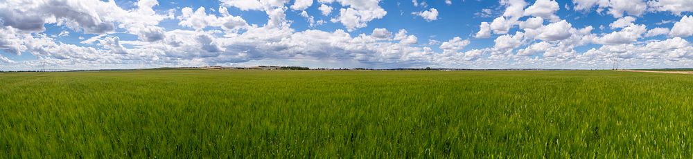 Panoramic view of Kuntz farm malt barley field.