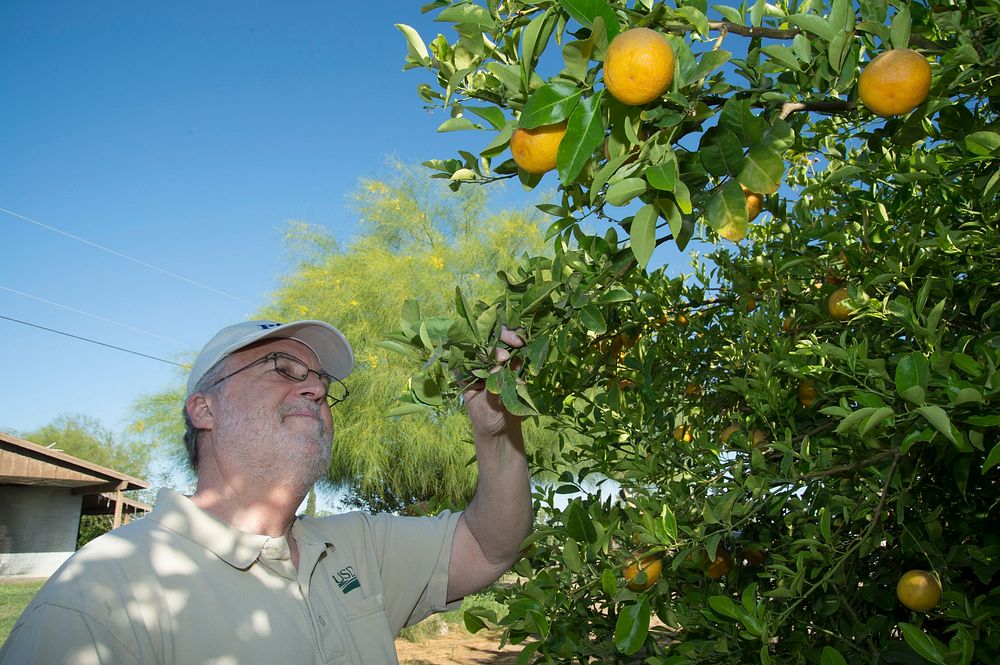 U.S. Department of Agriculture (USDA) Animal and Plant Health Inspection Service (APHIS) employee surveying citrus plants in…