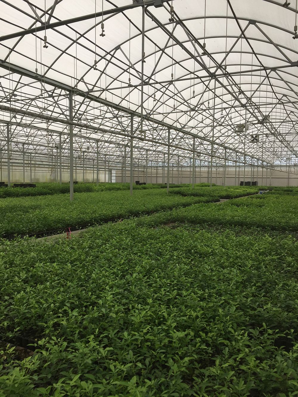 Citrus nursery operations in Florida. Citrus produced in areas quarantined for huanglongbing, citrus canker, or sweet orange…