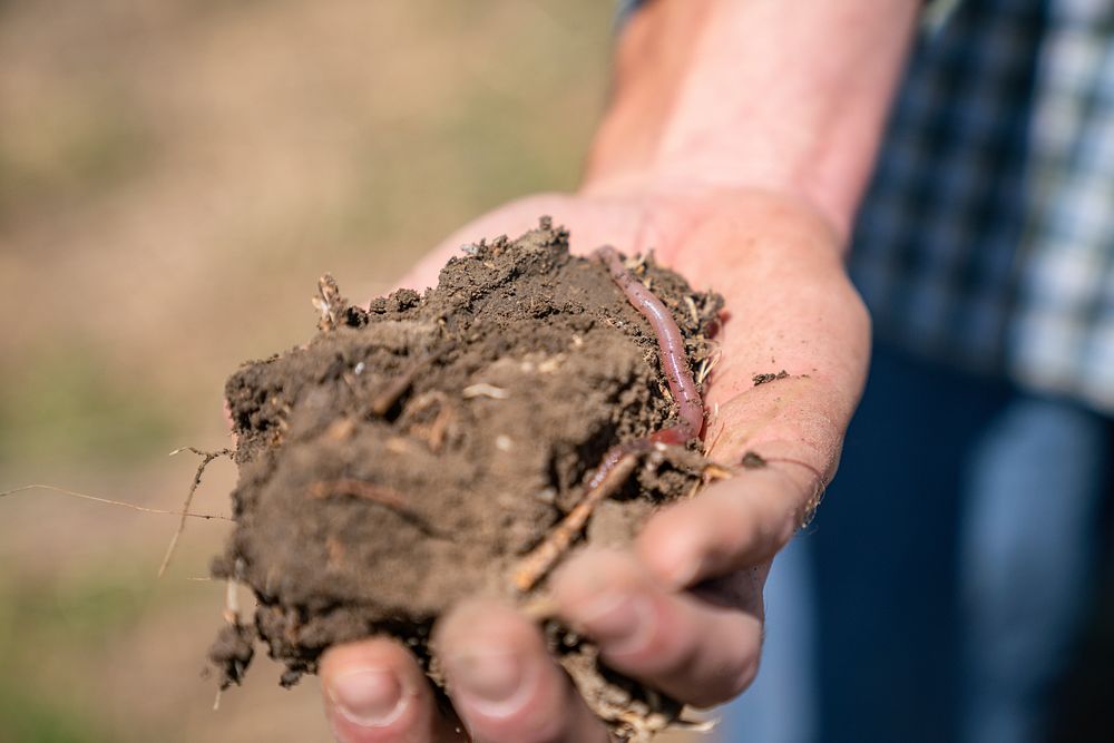 Earthworms in the soil are indicators of healthy soil biology. Linker Farms. Judith Basin County, Montana. June 2020..…