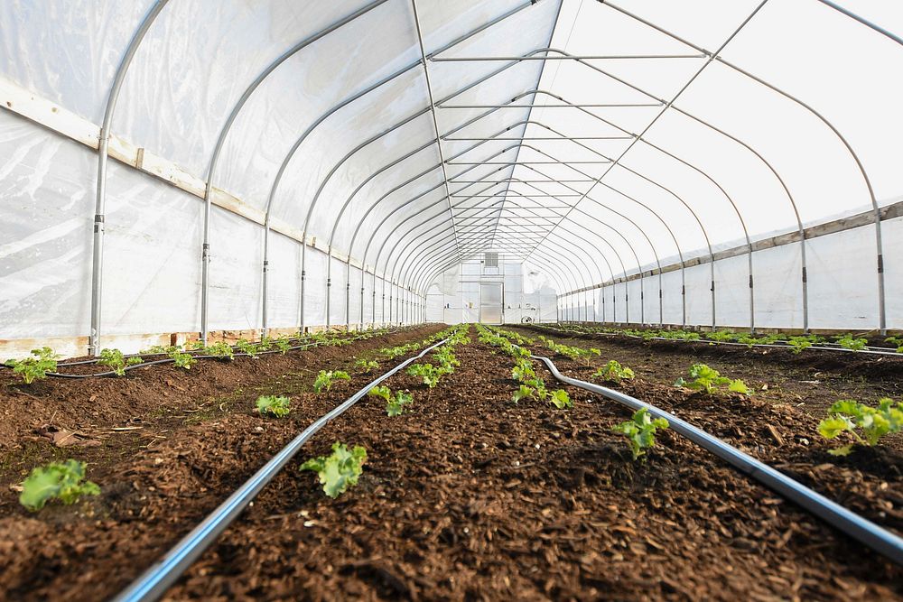 Kale grows in a hoop house at Green Bridge Growers, located in Mishawaka, IN, Dec. 18, 2020.