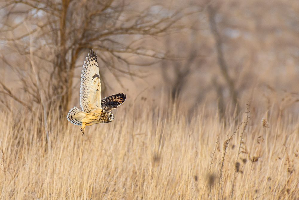 Short-eared owl flies along the old historic Route 66 near bison overlook at the USDA's Forest Service Midewin National…