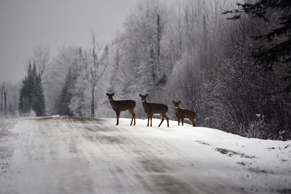 Deer standing along rural road. Original public domain image from Flickr