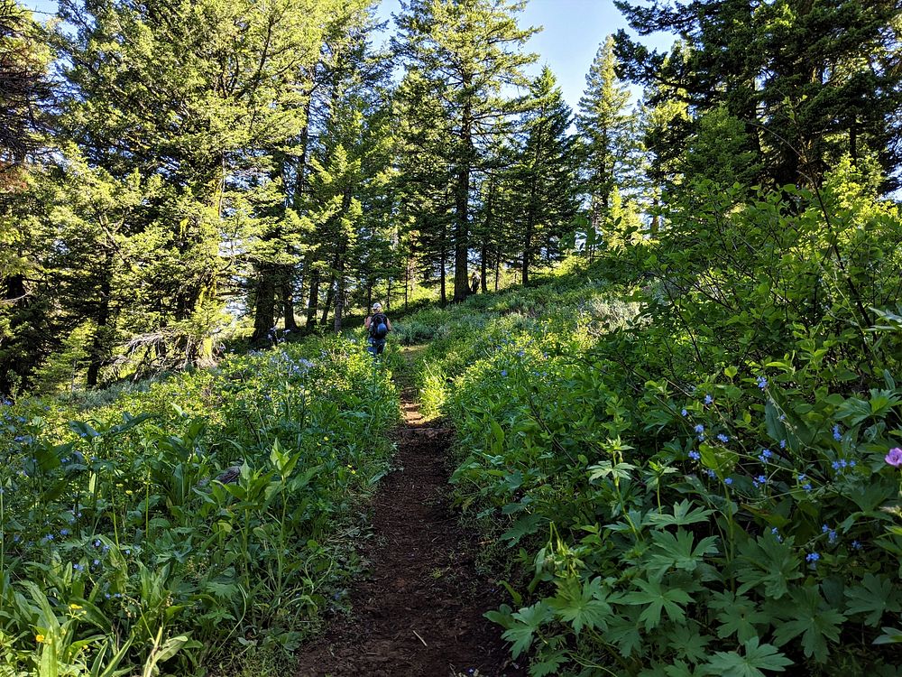 Man hiking at Payette National Forest. Original public domain image from Flickr
