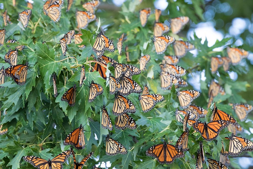 Monarchs roosting. Original public domain image from Flickr