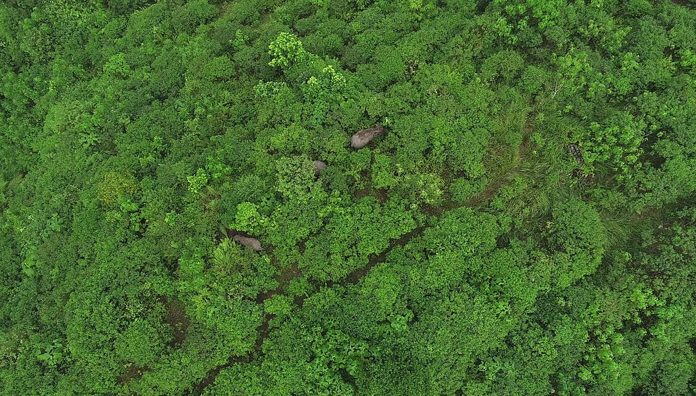 Elephant in forest, drone shot. Original public domain image from Flickr