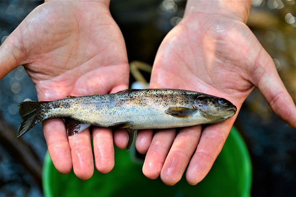 Temporarily stunned rainbow trout found during electrofishing. Original public domain image from Flickr
