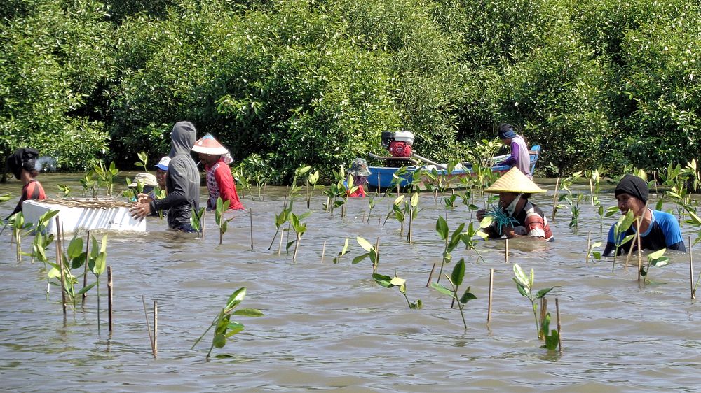 Pemerintah dan masyarakat tanam mangrove untuk perlindungan daerah pesisir