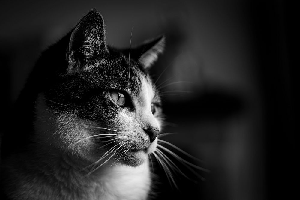 Black and white shot of a cat's face. Original public domain image from Flickr