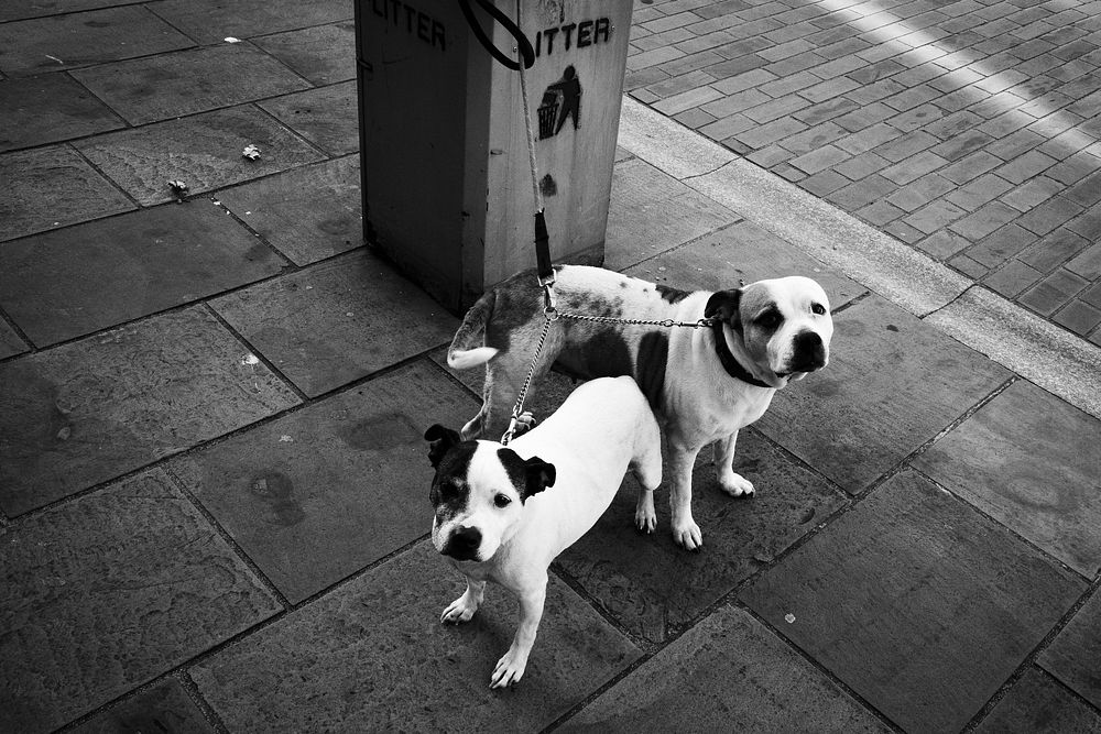 Dogs tied with a pole, monotone. Original public domain image from Flickr