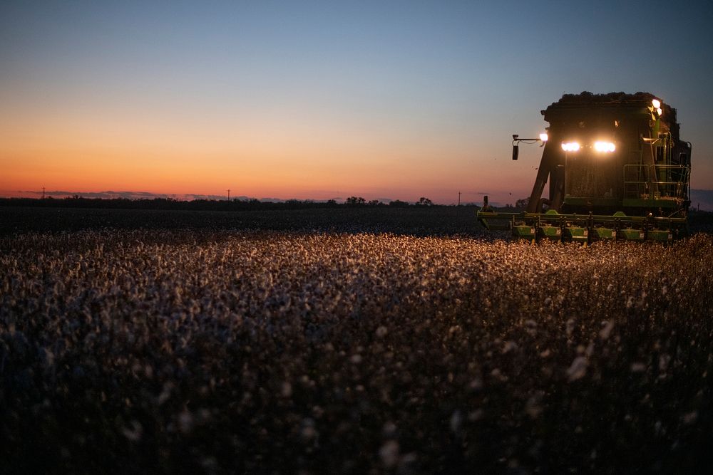 Twilight colors fill the sky, as harvesters turn on their lights and work into the evening, during the Ernie Schirmer Farms…