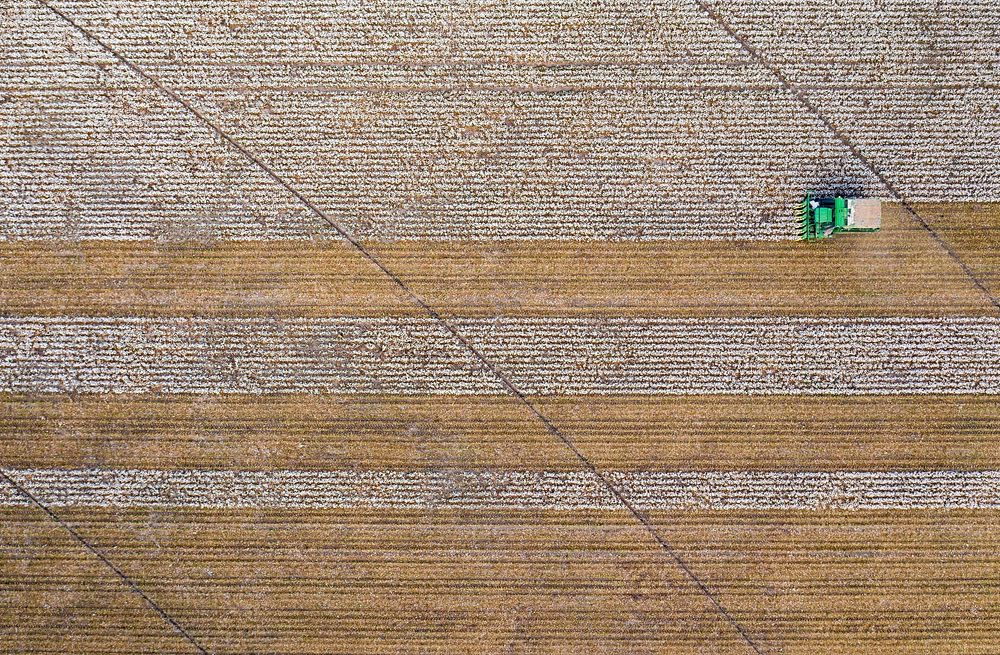 Aerial view of a cotton picking harvester, during the Ernie Schirmer Farms cotton harvest which has family, fellow farmers…