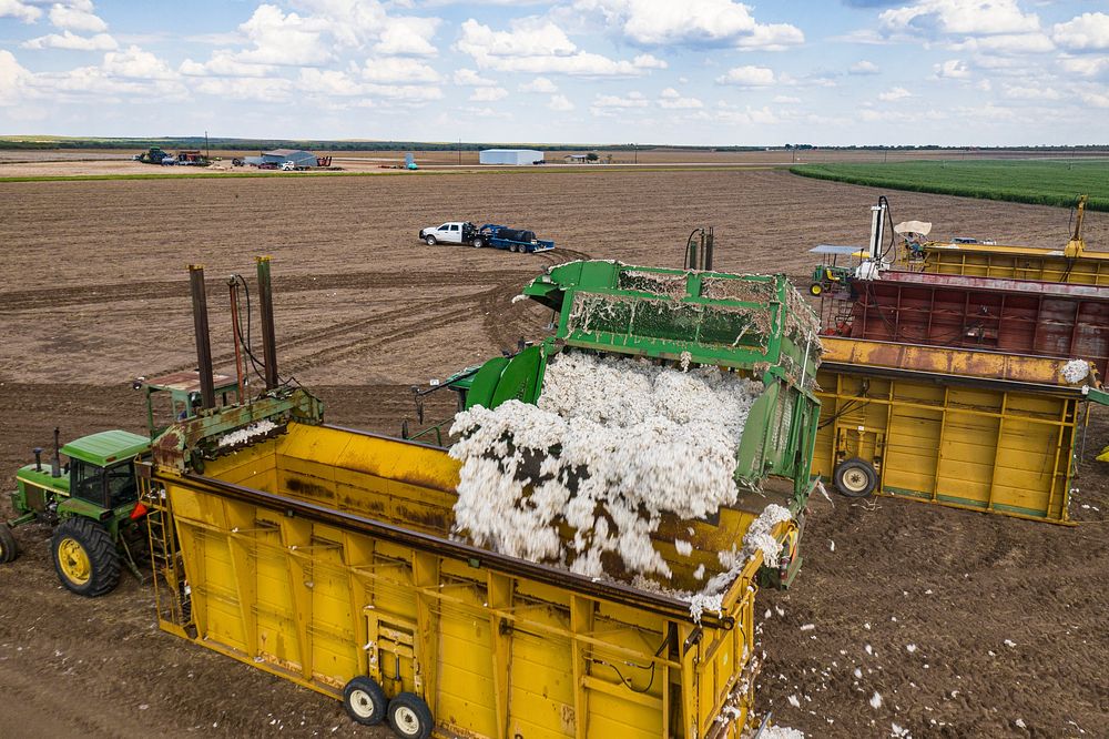 A motorized cotton picker's conveyor unloading cotton bolls to module builder which compact the bolls into free-standing…