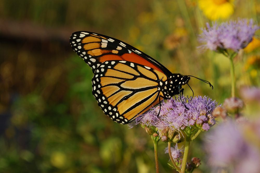 Monarch adult nectaring on Gregg&rsquo;s Blue Mistflower. Original public domain image from Flickr